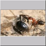 Andrena vaga -x- Waldameise 08.jpg